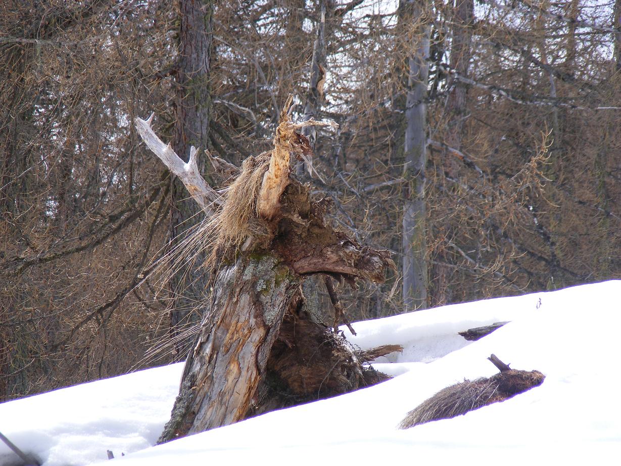 Le fantastiche creature dei boschi